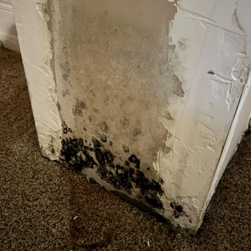 Professional Mold Removal in Wyoming, MI